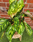 Calathea Flame Star - 20cm Pot