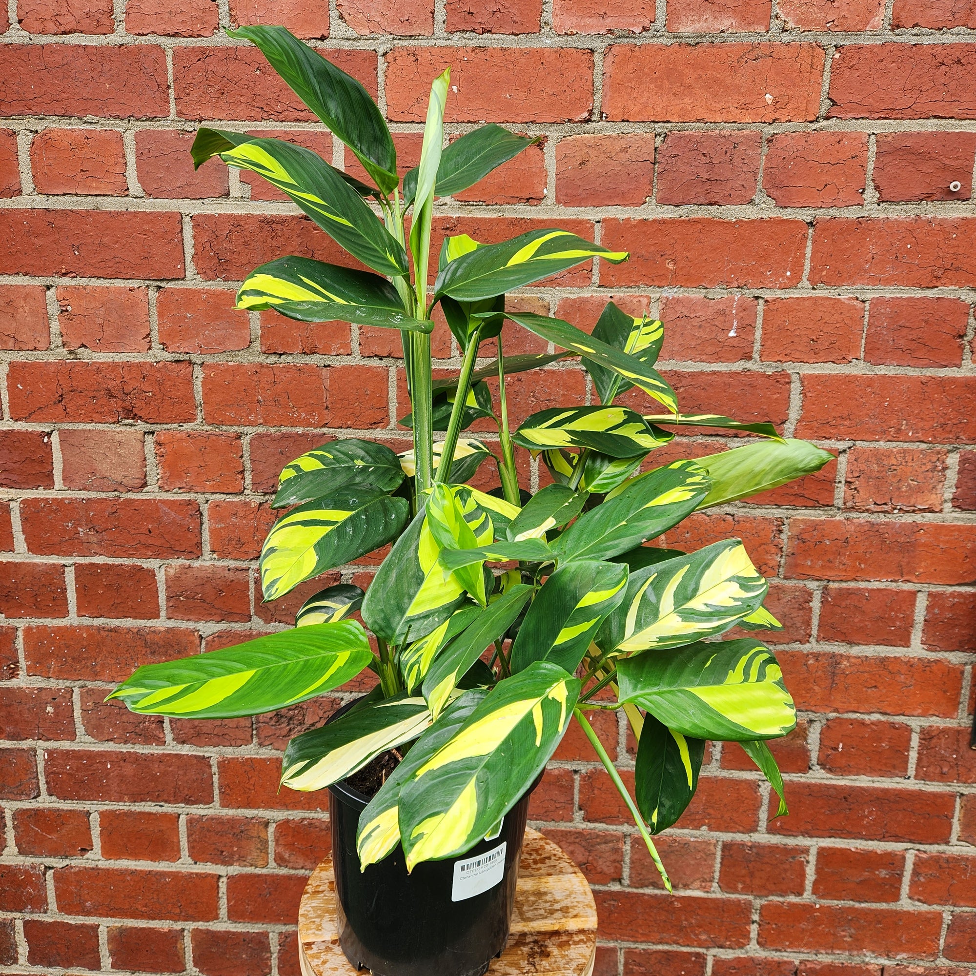 Ctenanthe Golden Mosiac - 20cm pot