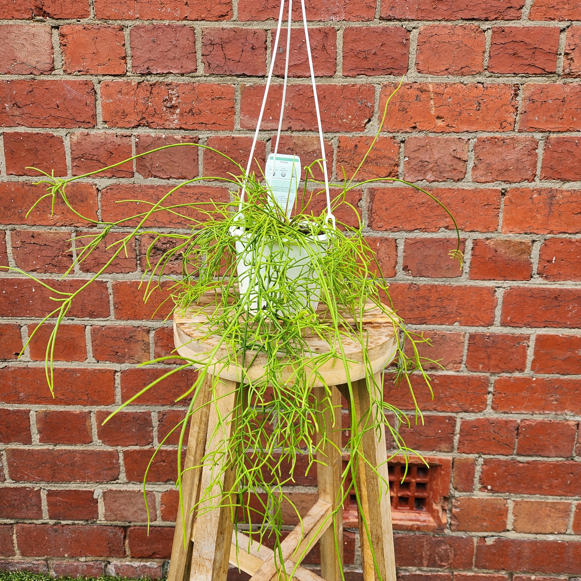 Rhipsalis - campos-portoana (collection No 35) - 13cmHB