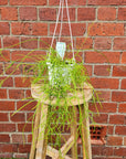 Rhipsalis - campos-portoana (collection No 35) - 13cmHB