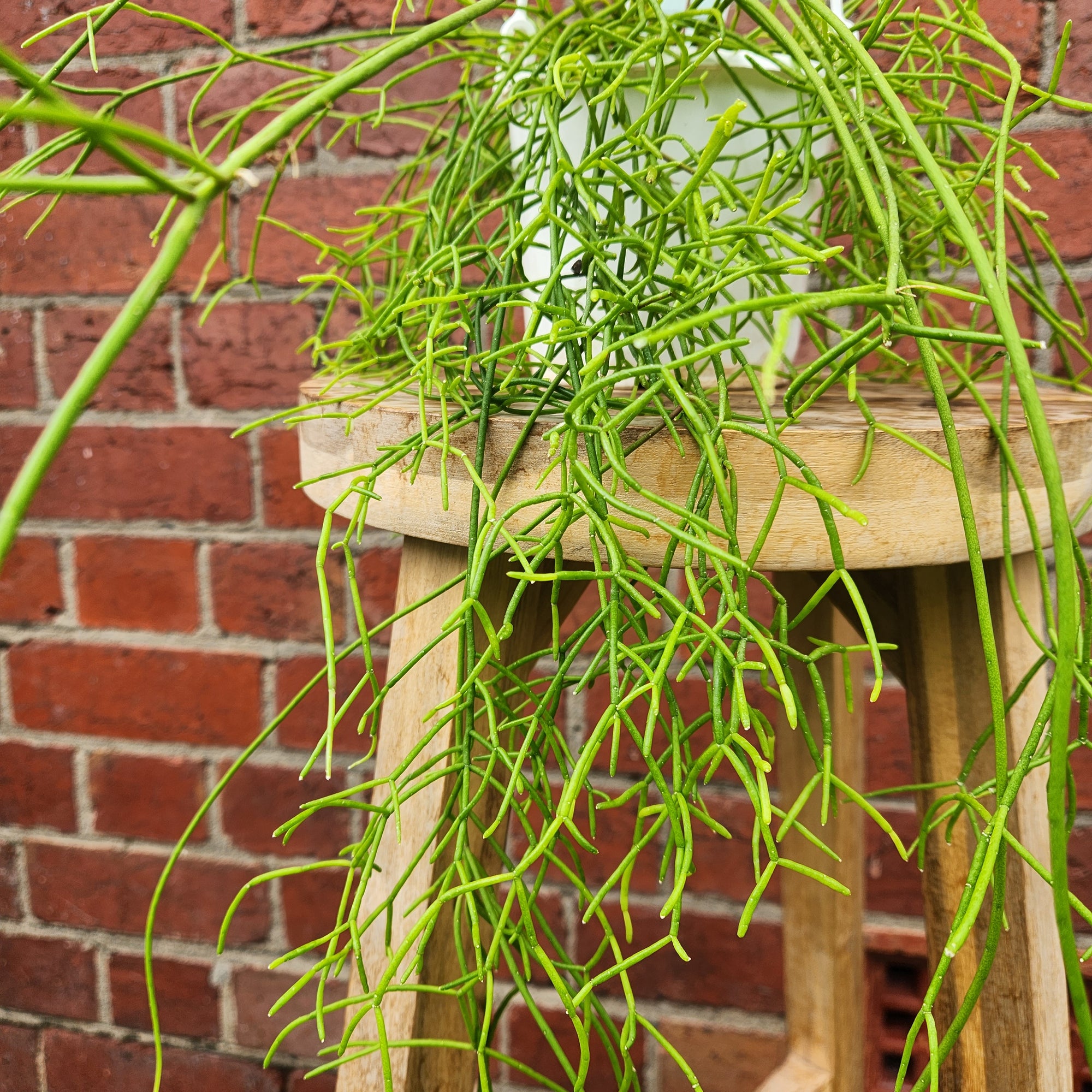 Rhipsalis - campos-portoana (collection No 35) - 13cmHB