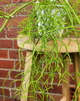 Rhipsalis - campos-portoana (collection No 35) - 13cmHB