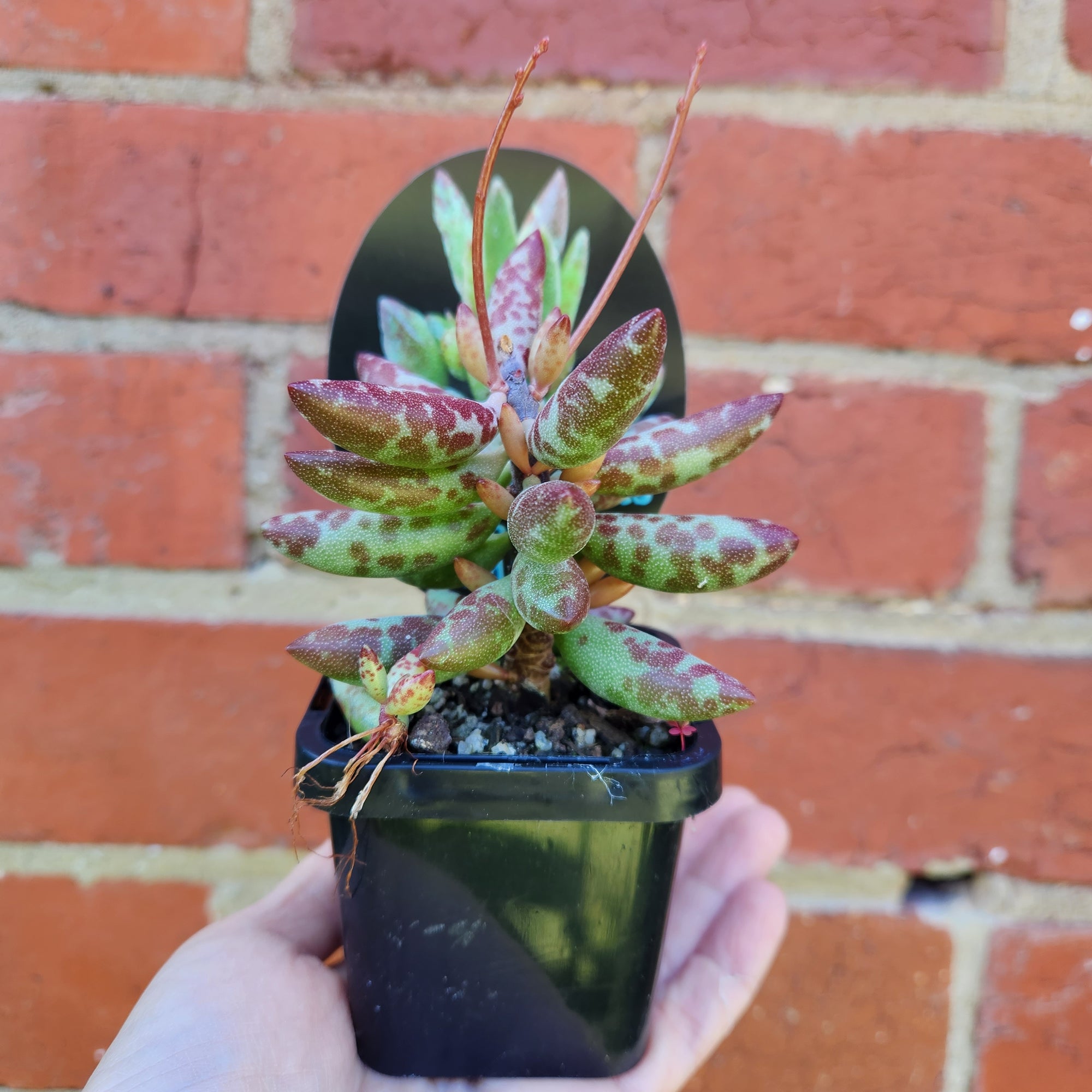 Adromischus filicaulis 'Red Spot' - 7cm pot