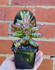 Adromischus filicaulis 'Red Spot' - 7cm pot