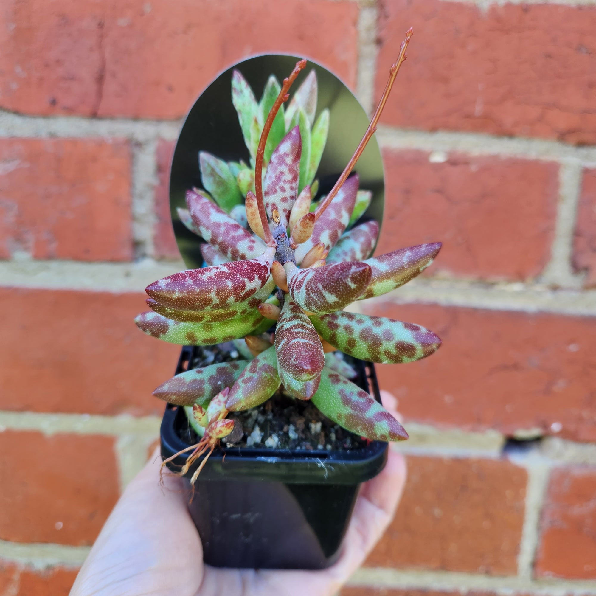 Adromischus filicaulis 'Red Spot' - 7cm pot