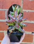 Adromischus filicaulis 'Red Spot' - 7cm pot