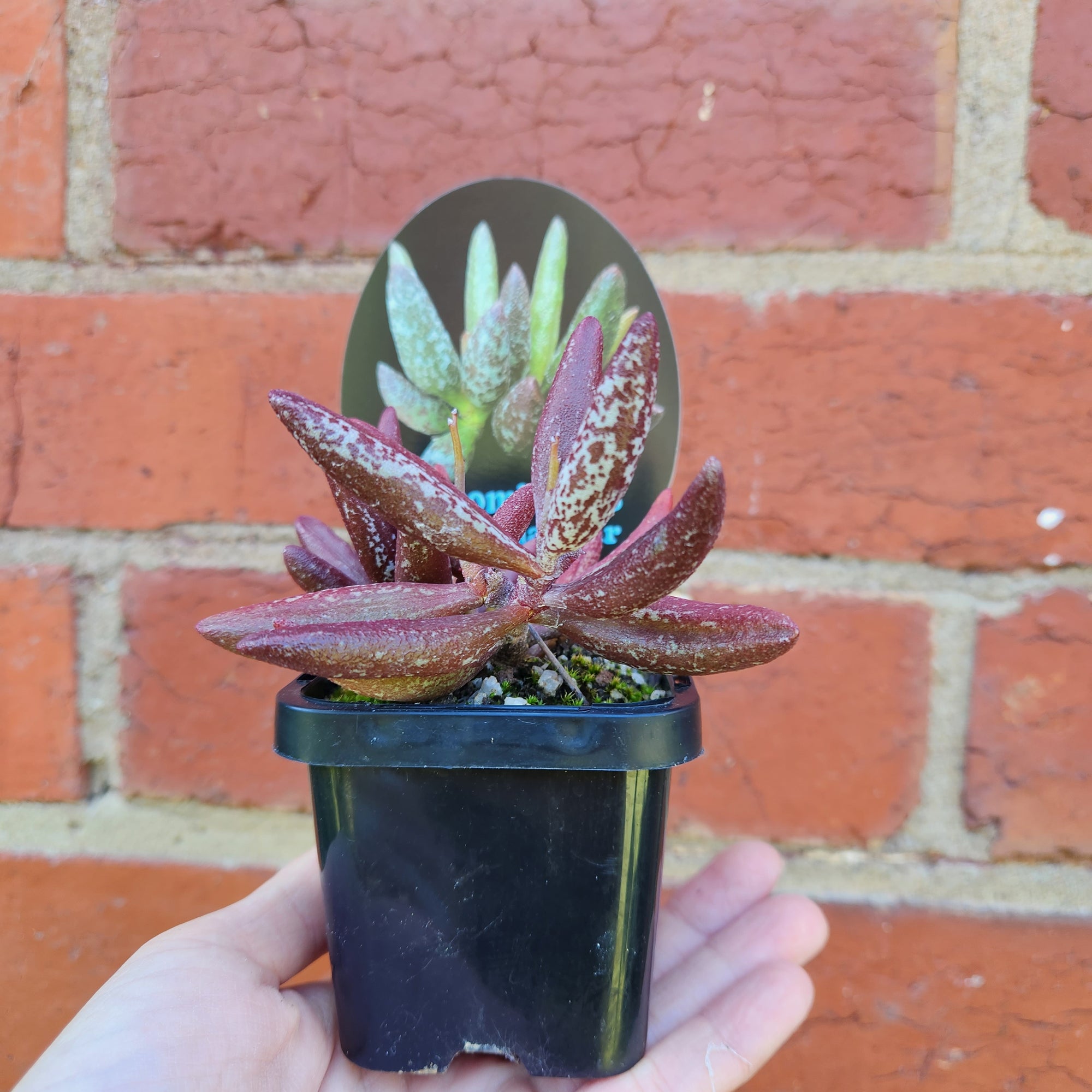 Adromischus marianae var antidorcatum - 7cm pot