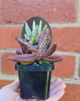 Adromischus marianae var antidorcatum - 7cm pot