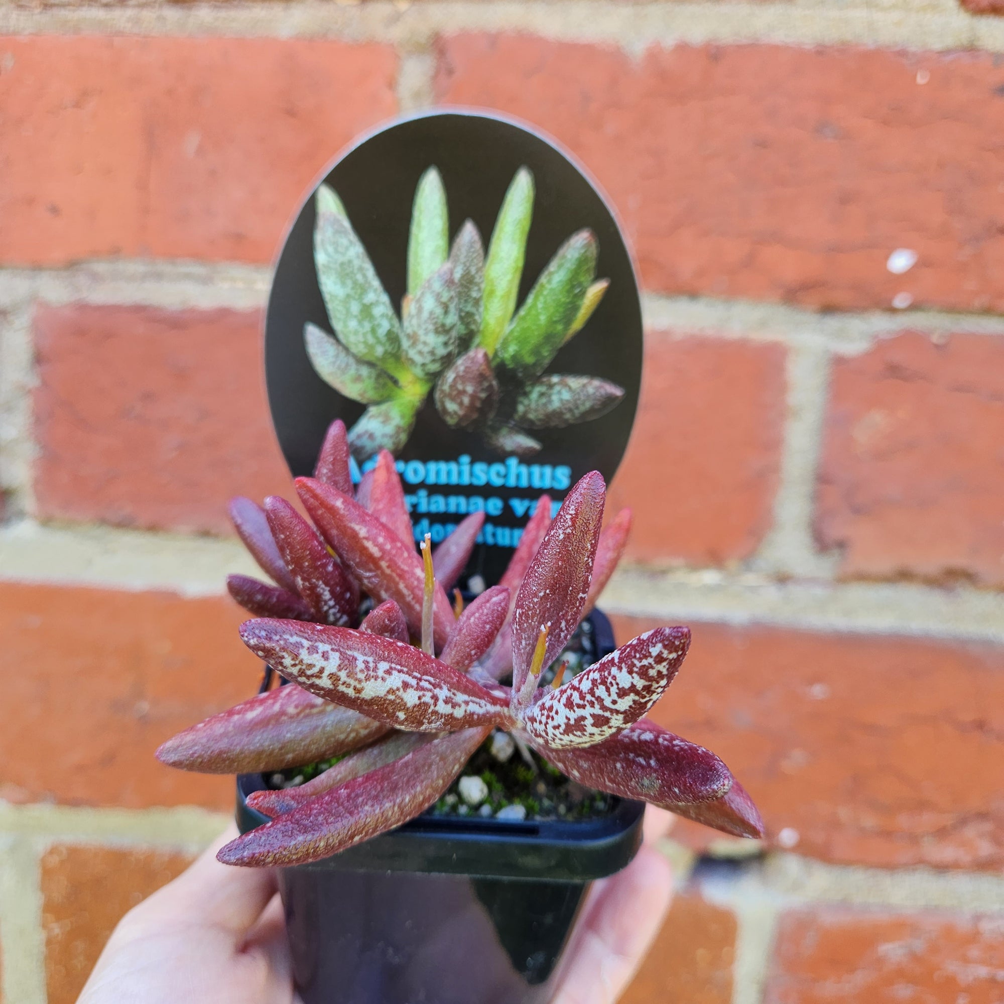 Adromischus marianae var antidorcatum - 7cm pot