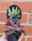 Adromischus marianae var antidorcatum - 7cm pot