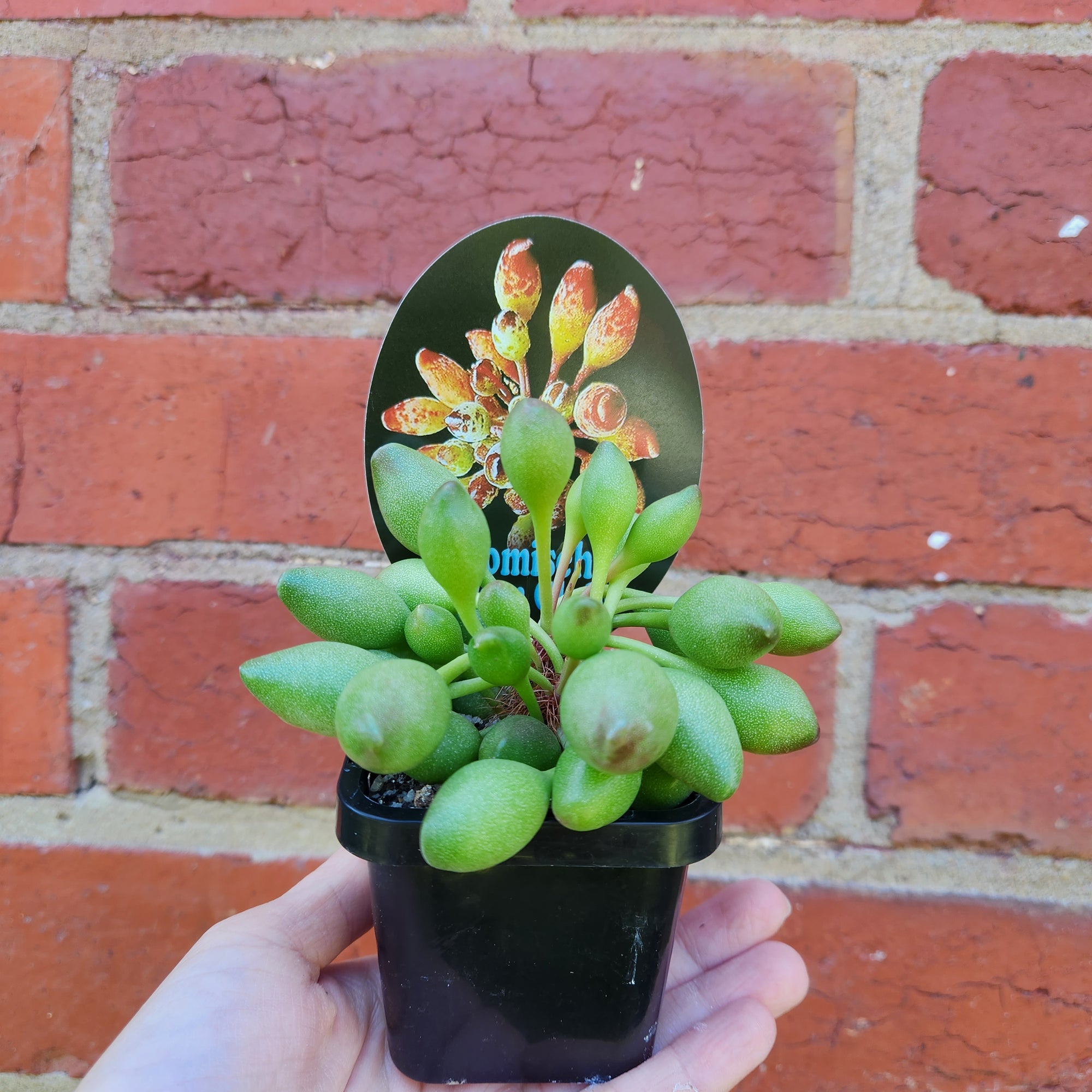 Adromischus Indian Clubs - 7cm pot