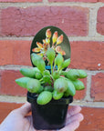Adromischus Indian Clubs - 7cm pot