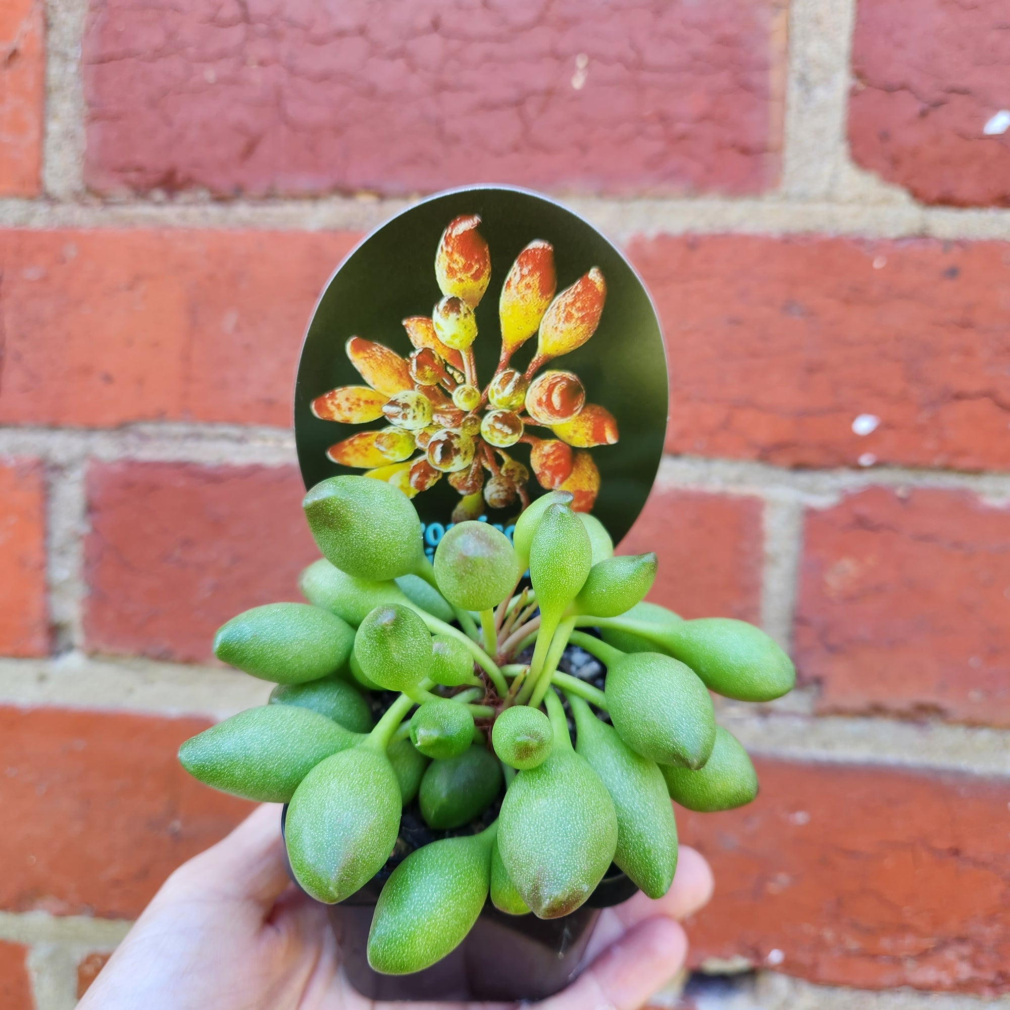 Adromischus Indian Clubs - 7cm pot