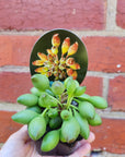 Adromischus Indian Clubs - 7cm pot