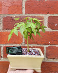 Bonsai 12cm - Japanese Maple - Acer Palmatum