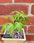 Bonsai 12cm - Japanese Maple - Acer Palmatum