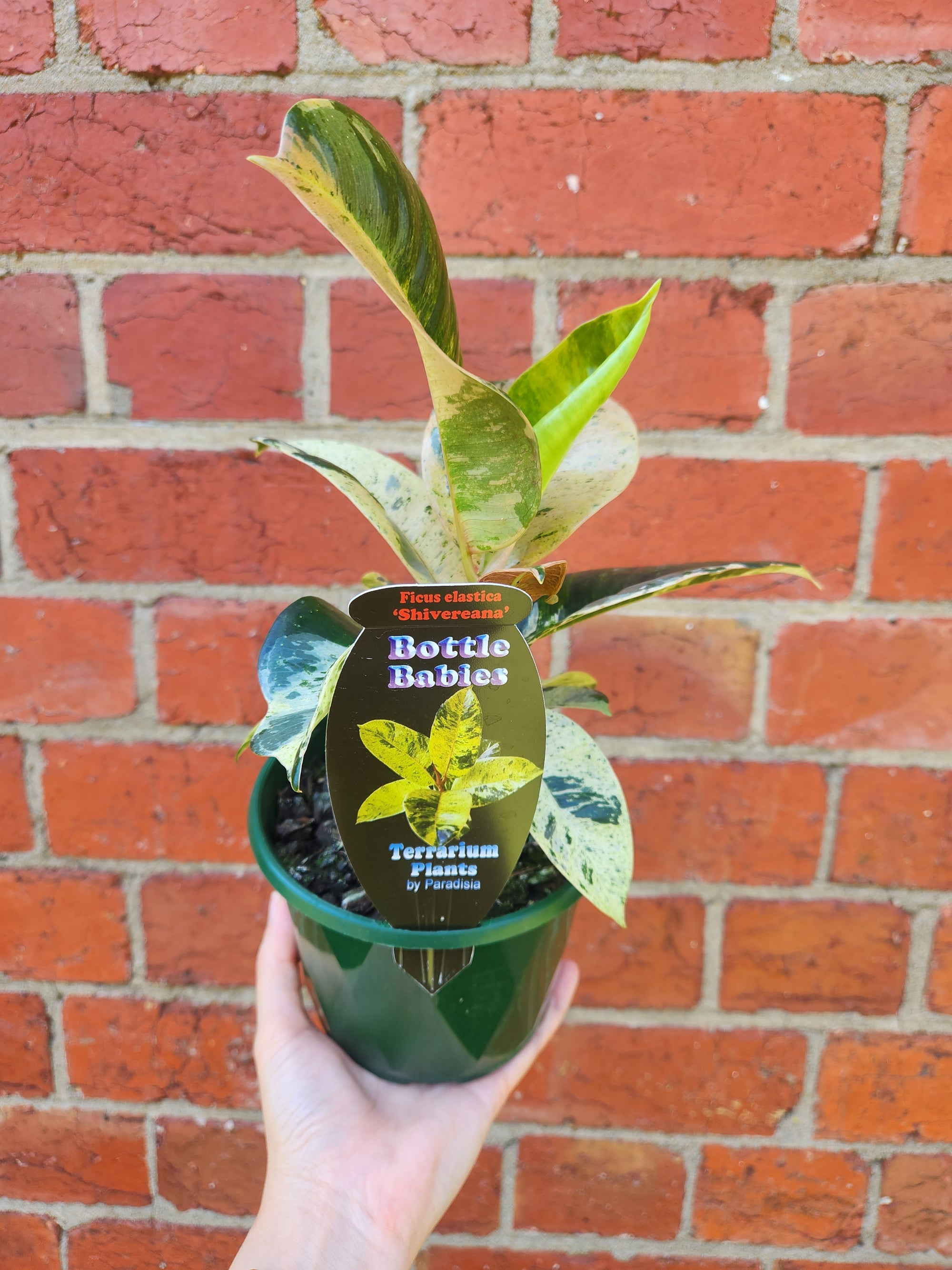 Ficus Elastica Shivereana - 13cm pot