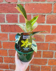 Ficus Elastica Shivereana - 13cm pot