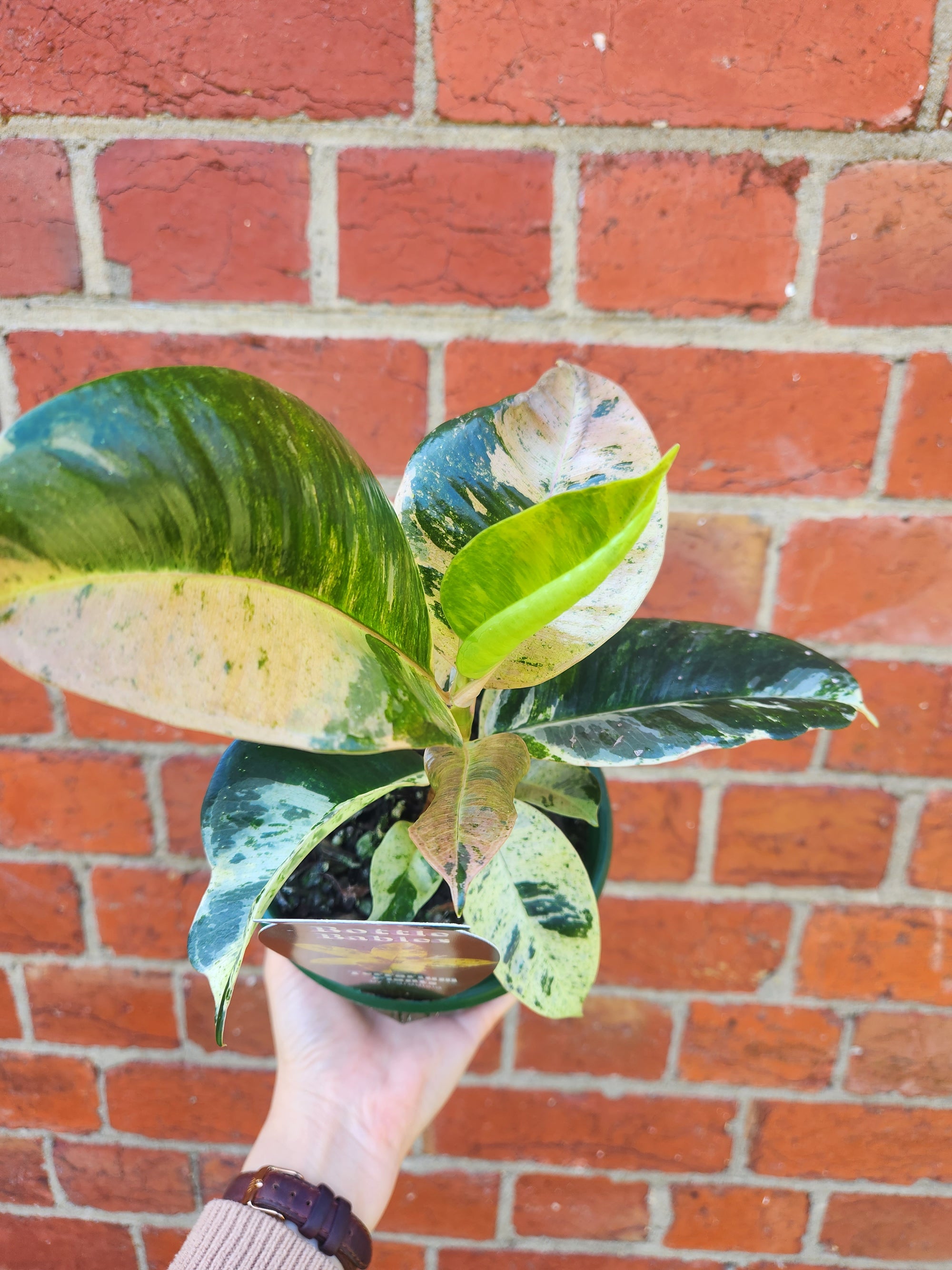 Ficus Elastica Shivereana - 13cm pot