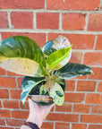 Ficus Elastica Shivereana - 13cm pot