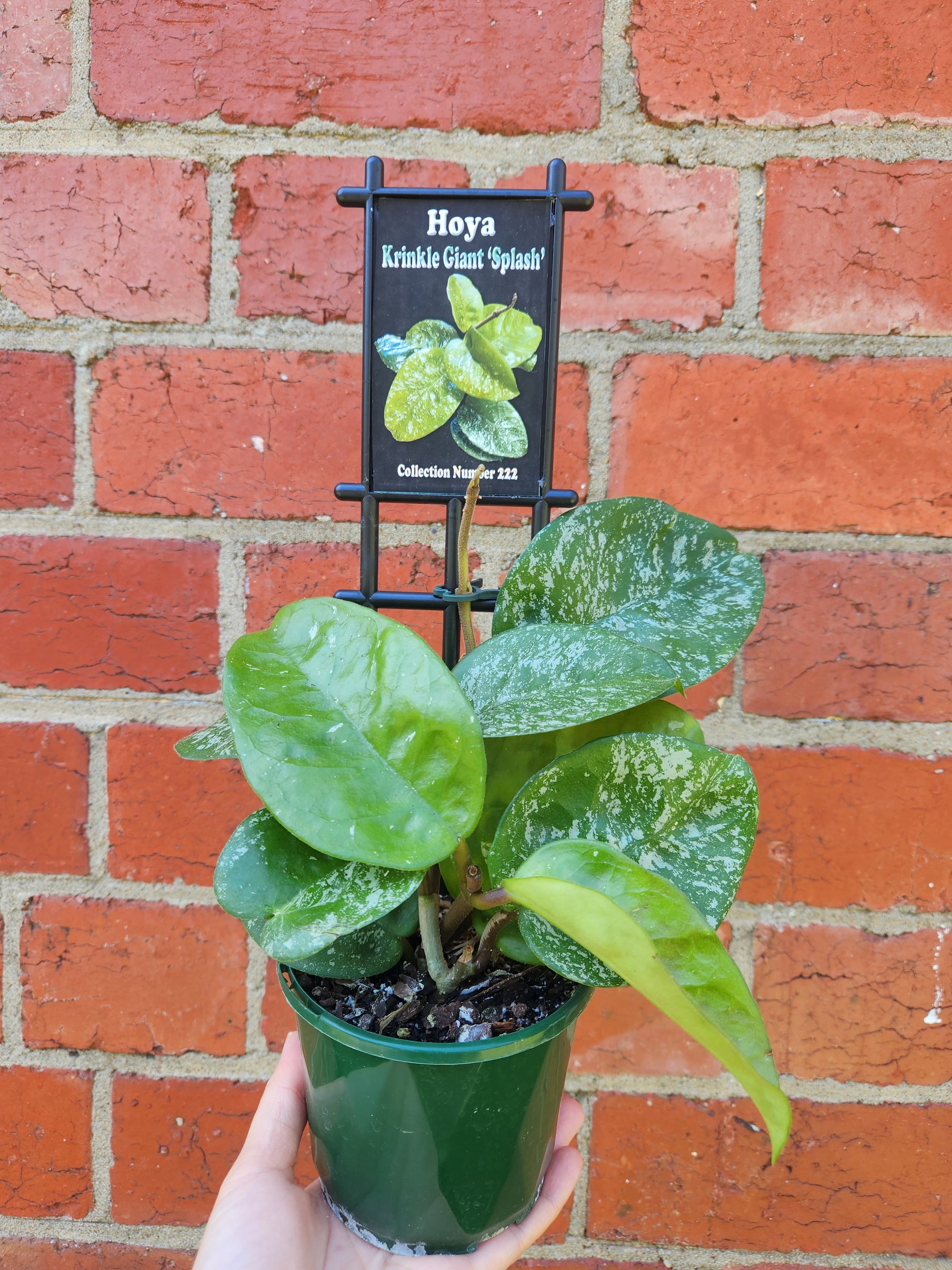 Hoya - Krinkle Giant "Splash" - 10cm pot
