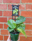 Hoya - Krinkle Giant "Splash" - 10cm pot