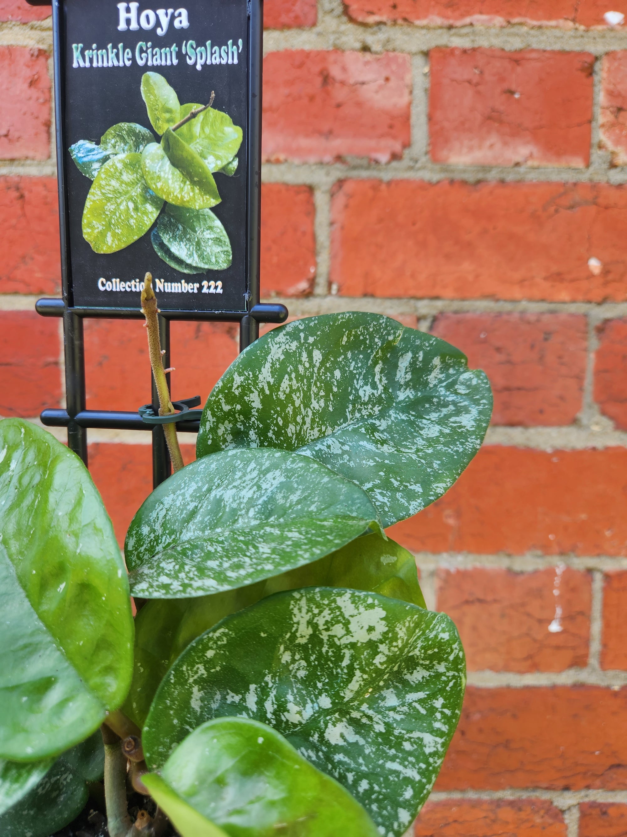 Hoya - Krinkle Giant "Splash" - 10cm pot