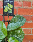 Hoya - Krinkle Giant "Splash" - 10cm pot