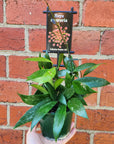 Hoya - Memoria (no. 108) - 10cm pot