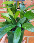 Hoya - Memoria (no. 108) - 10cm pot