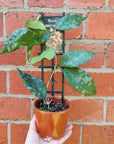 Hoya - Caudata v crassfolia - 10cm pot