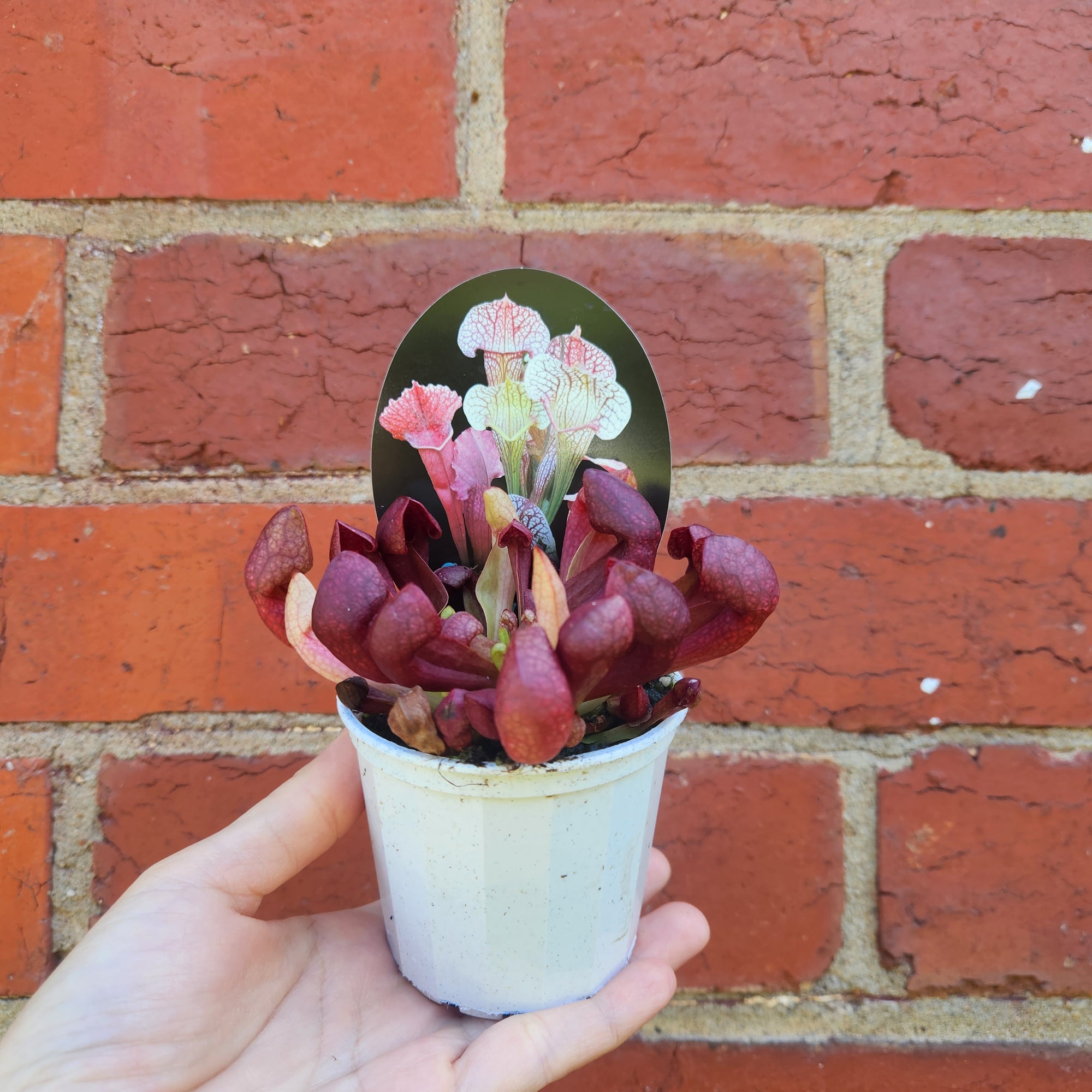 Sarracenia - 7cm pot