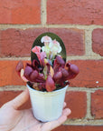 Sarracenia - 7cm pot
