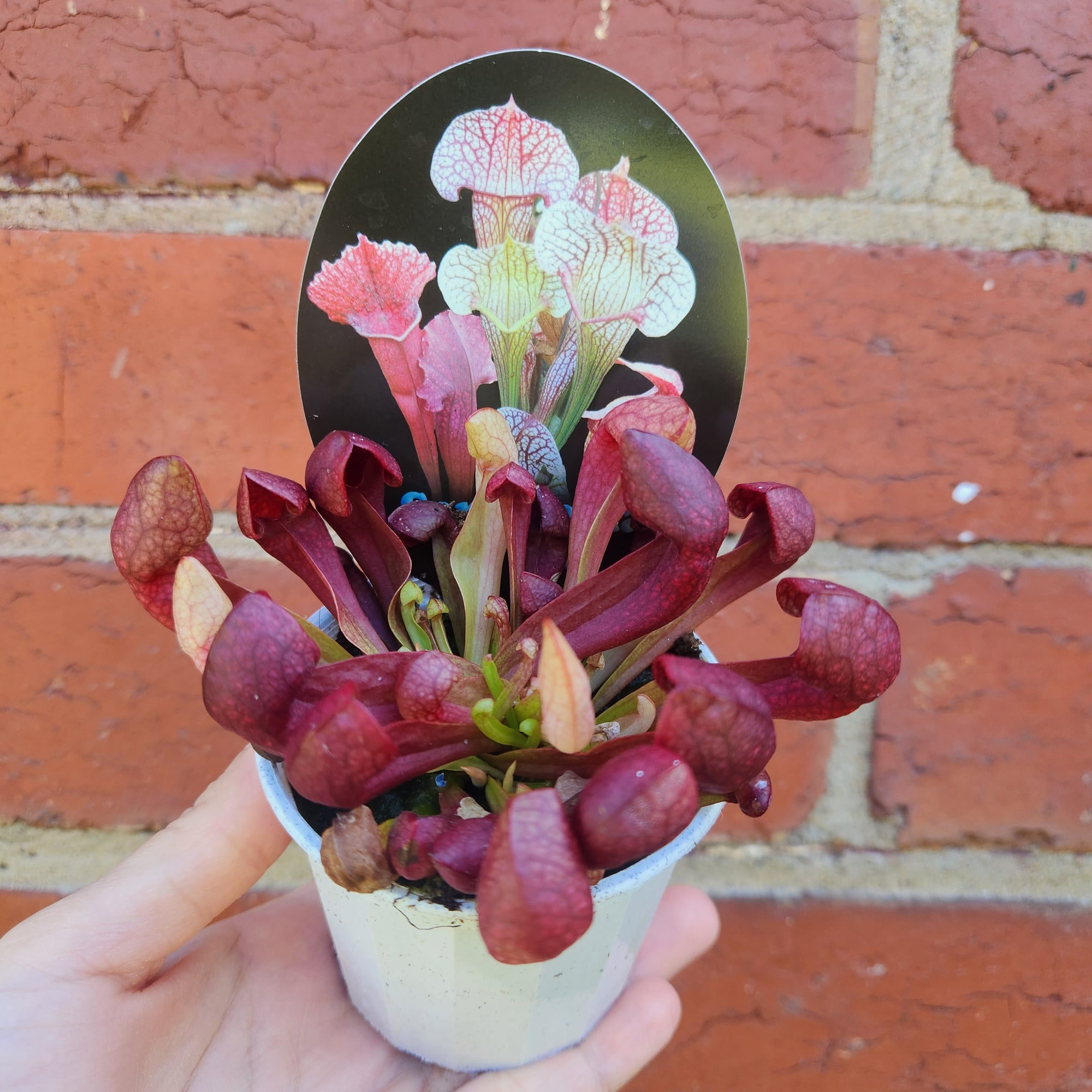 Sarracenia - 7cm pot