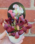 Sarracenia - 7cm pot