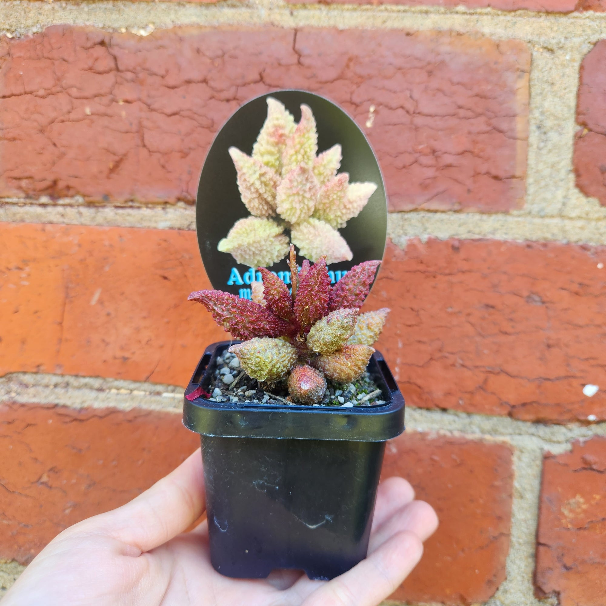 Adromischus marianae f herrei Narrow Form - 7cm pot