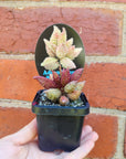 Adromischus marianae f herrei Narrow Form - 7cm pot