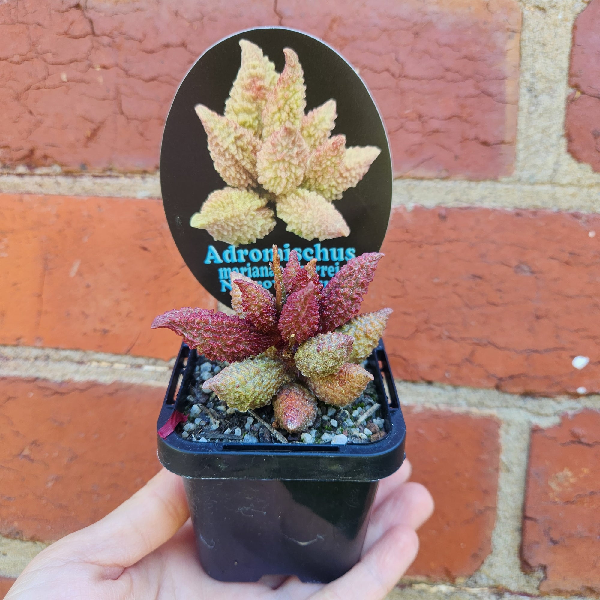 Adromischus marianae f herrei Narrow Form - 7cm pot