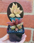 Adromischus marianae f herrei Narrow Form - 7cm pot