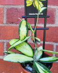 Hoya - Acuta Variegata Yellow form- 10cm pot