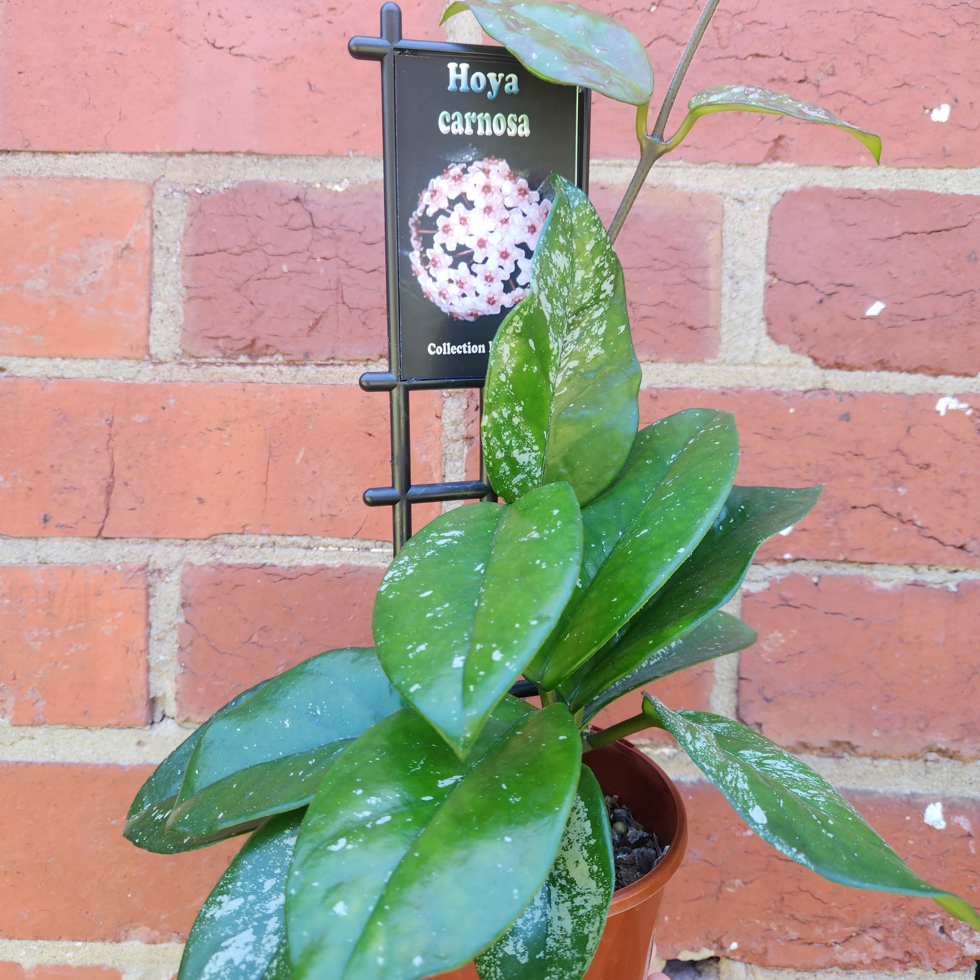Hoya - Carnosa (no.12) - 10cmHB