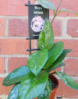 Hoya - Carnosa (no.12) - 10cmHB