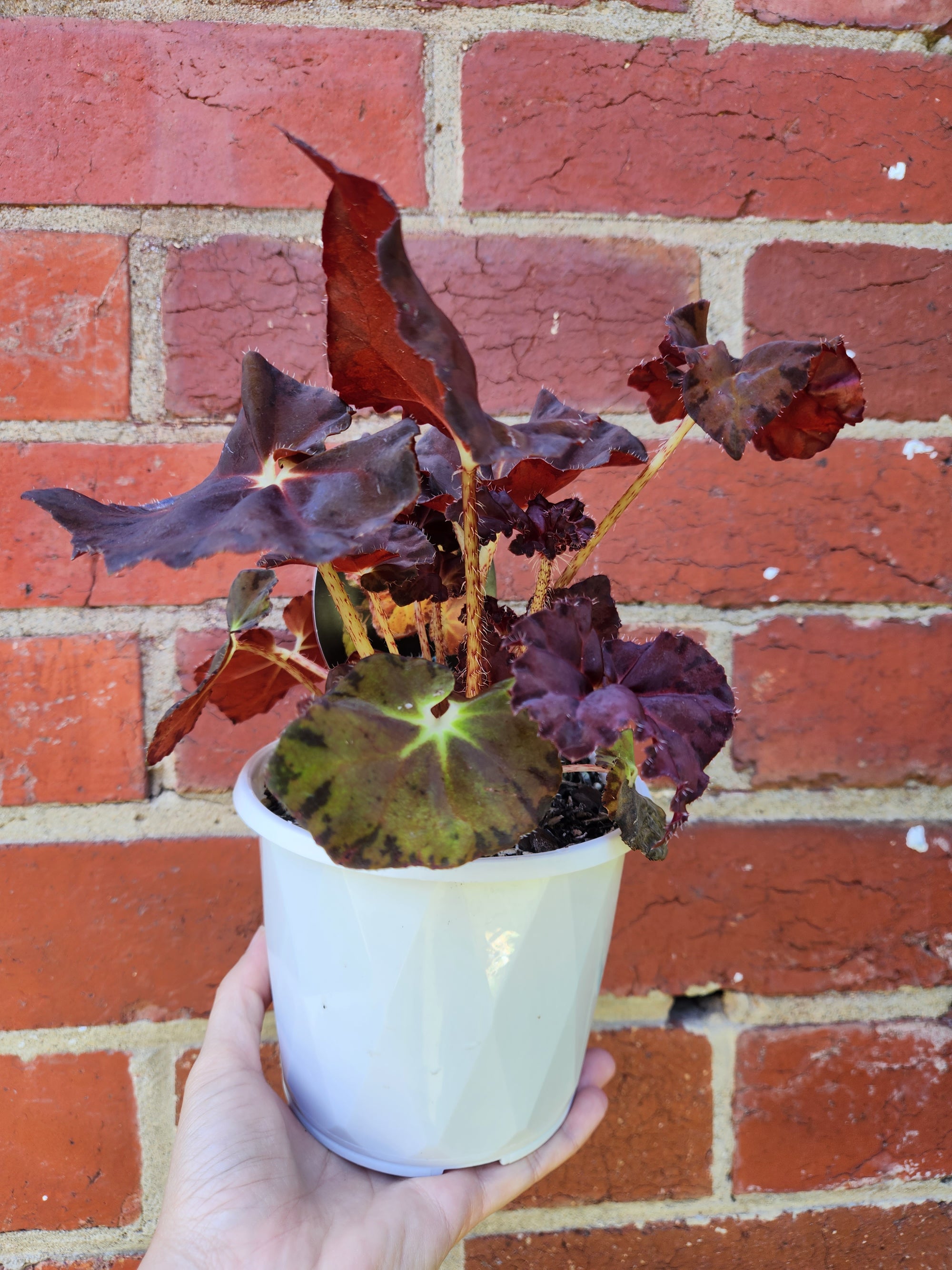 Begonia sunset blaze - 13cm pot