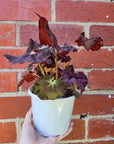 Begonia sunset blaze - 13cm pot
