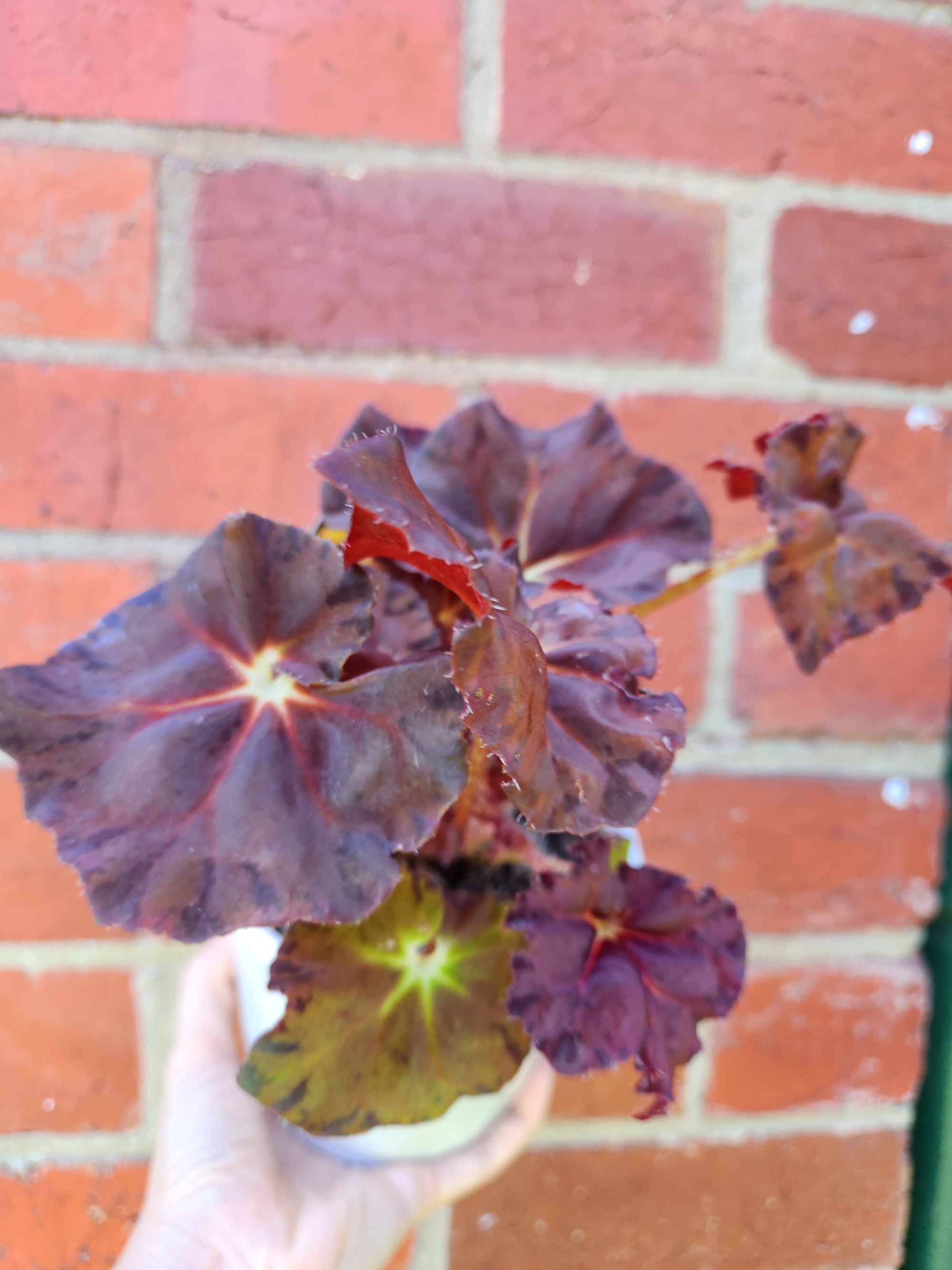 Begonia sunset blaze - 13cm pot