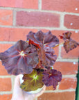 Begonia sunset blaze - 13cm pot