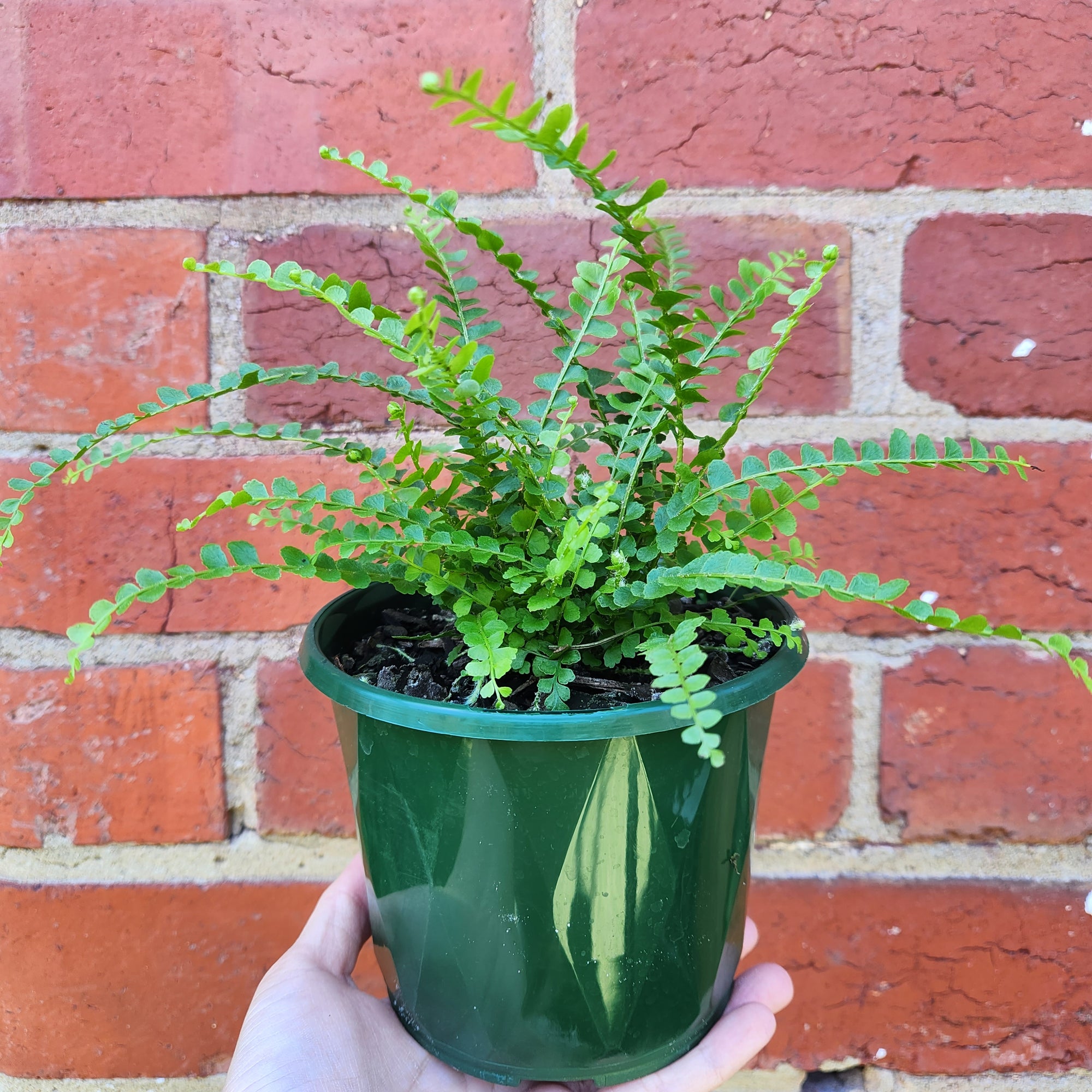 Lemon Button Fern - Nephrolepis Duffii - 13cm pot