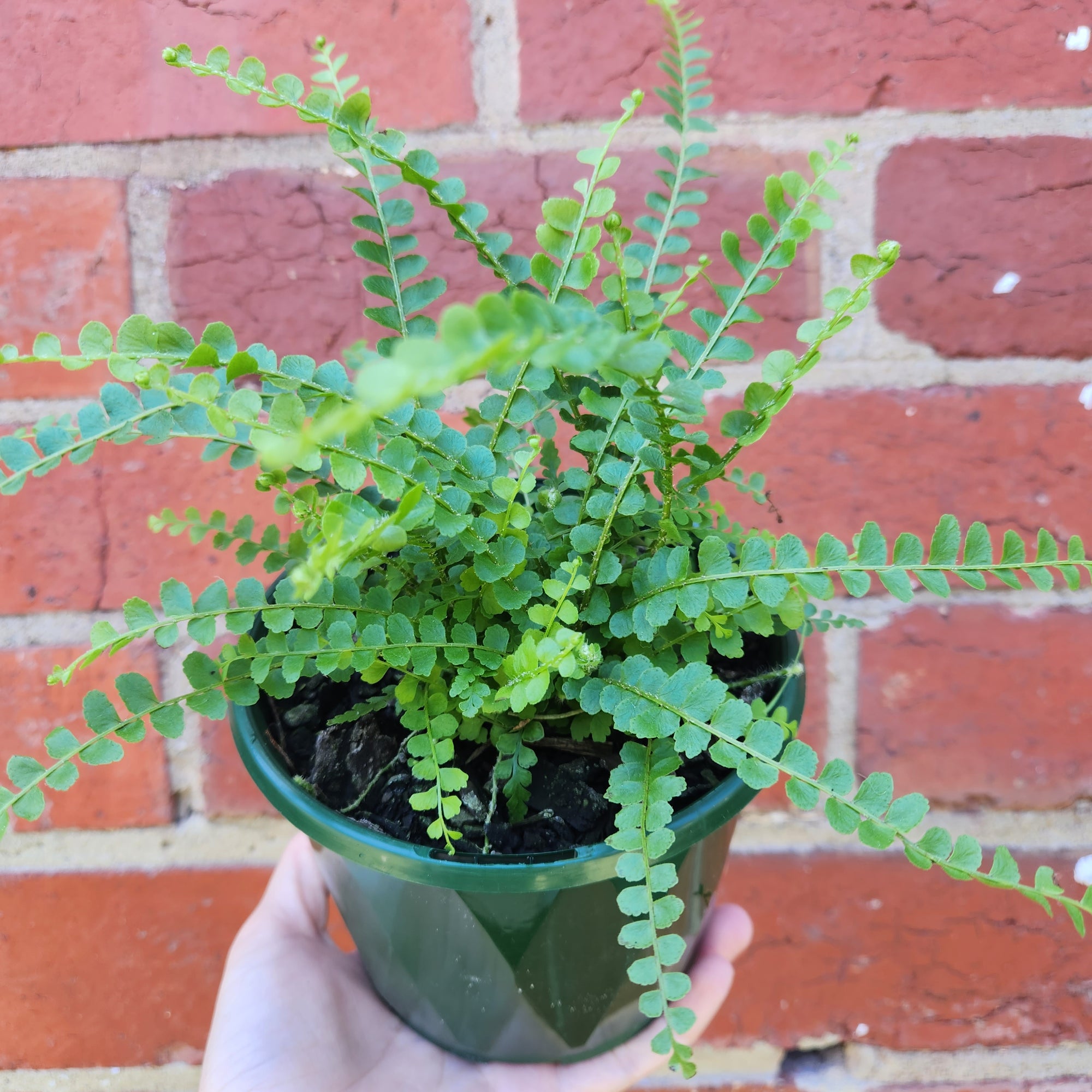 Lemon Button Fern - Nephrolepis Duffii - 13cm pot