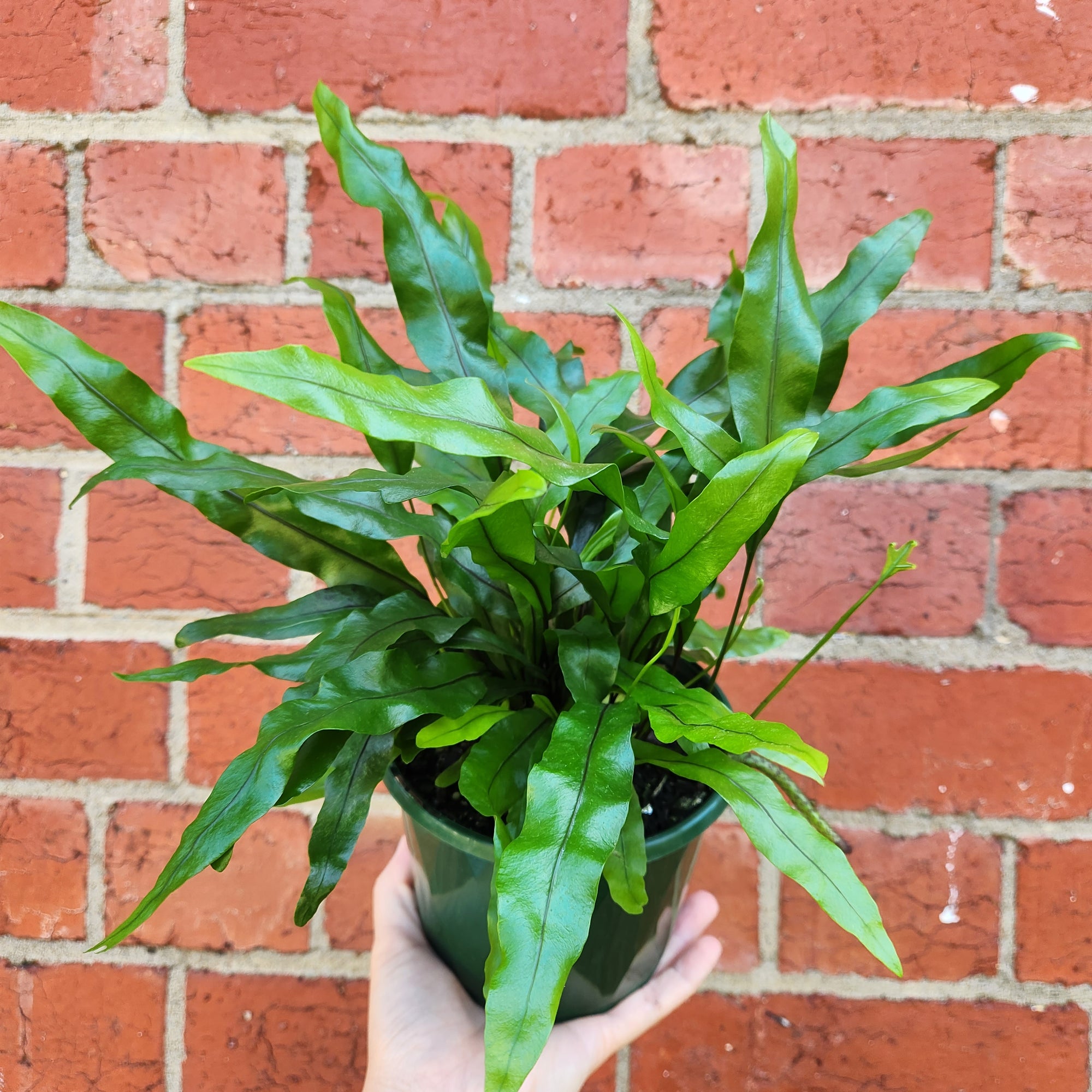 Microsorum Diversifolium - 13cm Pot