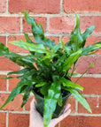 Microsorum Diversifolium - 13cm Pot